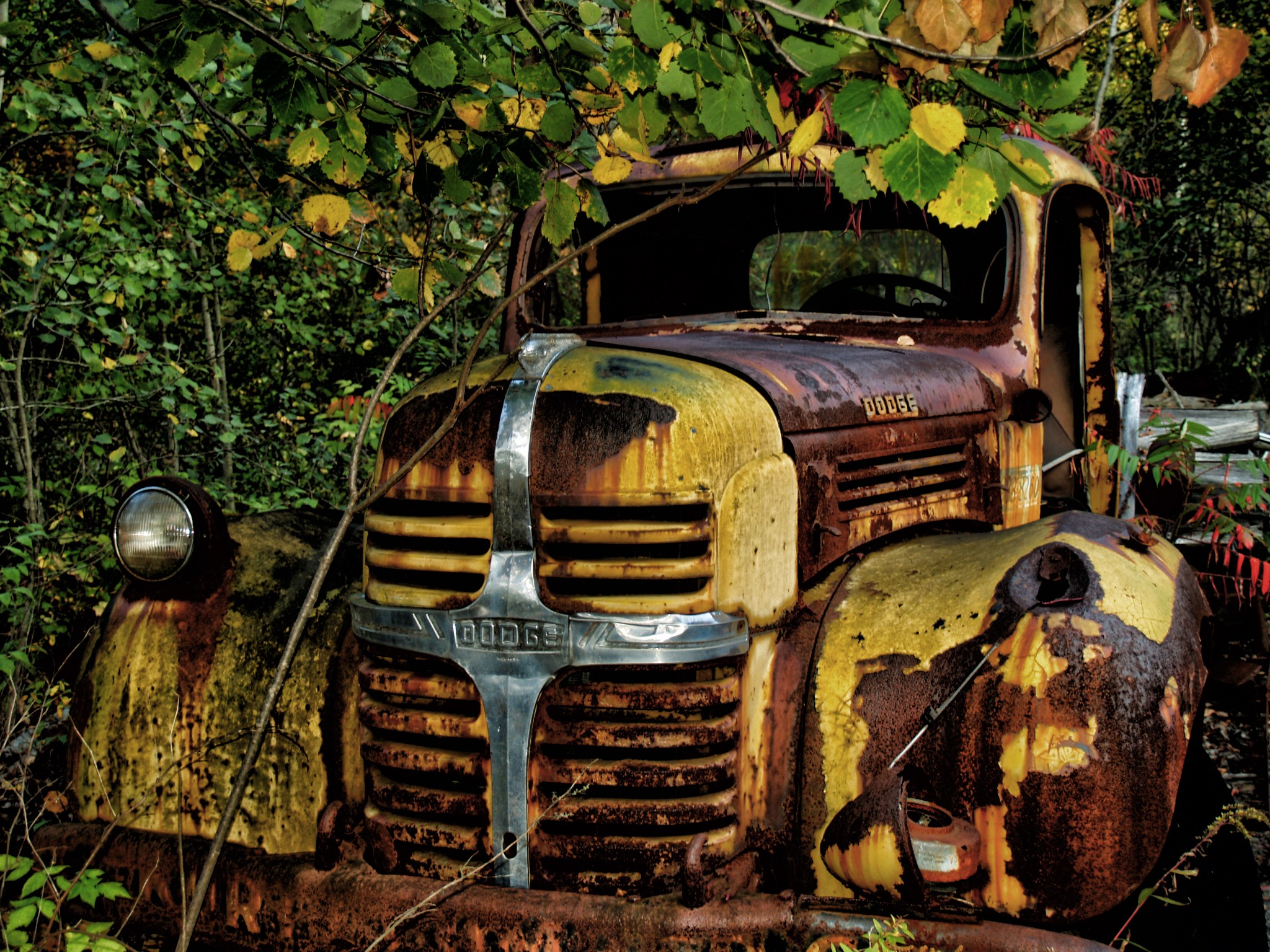 Abandoned Dodge truck reclaimed by the woods