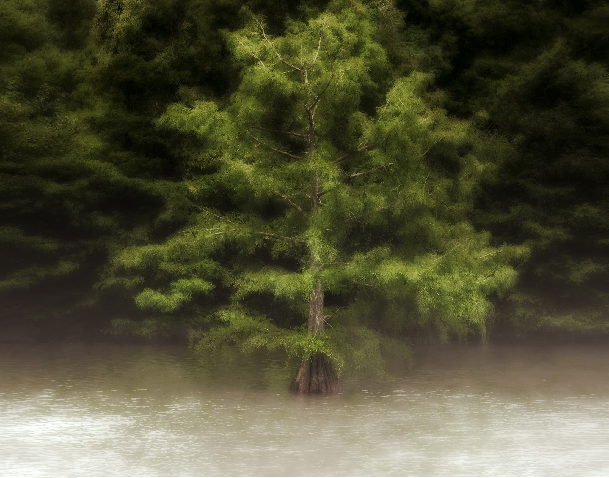 Cypress tree rising through the mist